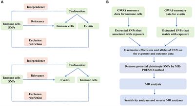 Causal role of immune cells in uveitis: a Mendelian randomization study